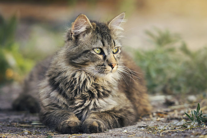 Nebenjob als Katzensitter im Großraum Hamm- Tierbetreuung, Katzenbetreuung