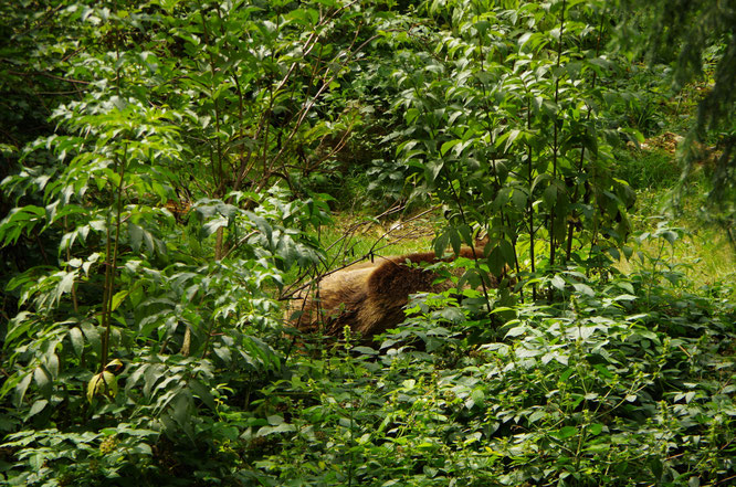 (Bild: Dr. W. Kornder) Vor allem wenn Bären z.B. beim Ruhen überrascht werden, kann es gefährlich werden. (Bild aus dem Nationalpark Bayerischer Wald)