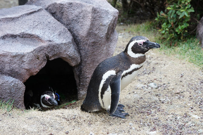 ＃上越市　＃上越市立水族博物館　＃うみがたり　＃グランド・オープン