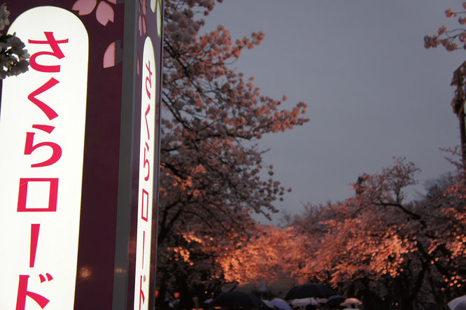 魅惑の「夜桜タイム」の始まり。感動の瞬間を是非、現地で！