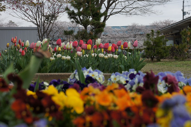 パンジーとチューリップ、そして満開の桜とのコラボレーション。予想していませんでした