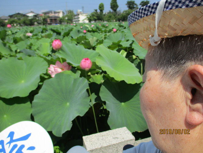 夏の日差しを浴びる蓮の葉。こちらからも英気を養うKさん