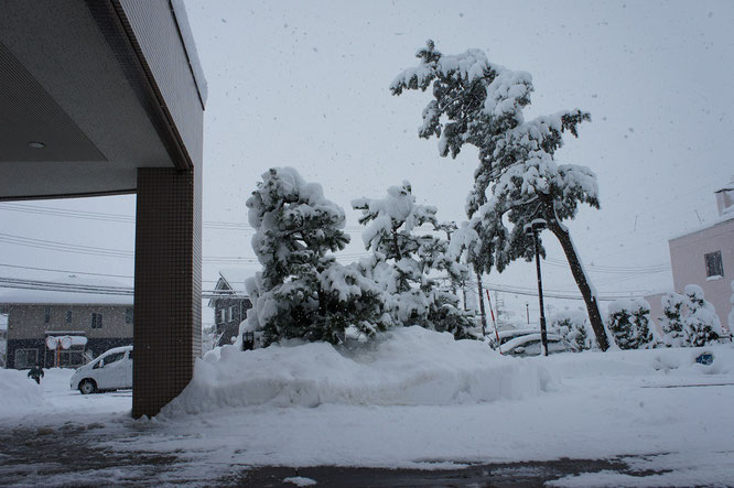 一日じゅう雪が降り積もりました。除雪業者さんのおかげで玄関もスッキリ。でも、雪の重みに耐える松の木がちょっと心配。