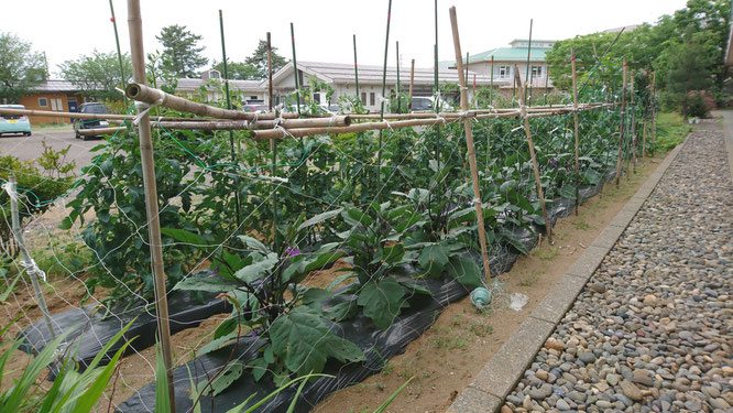 畑の野菜たちも元気に育っています。初物のキュウリはご利用者の皆さんとおいしくいただきました