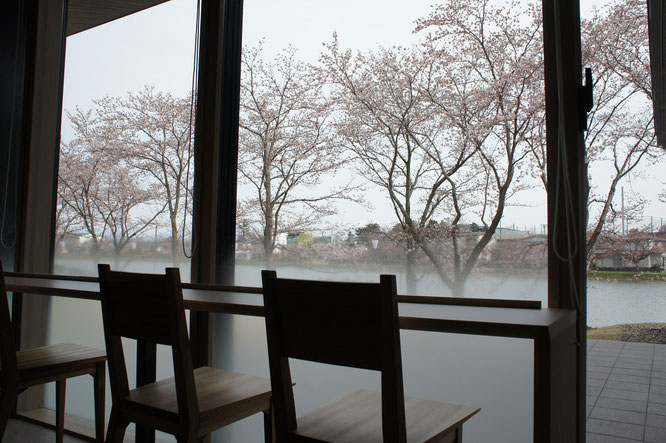 プラザ内の一角にある木製の椅子と桜並木。一日中眺めていたい、この風景