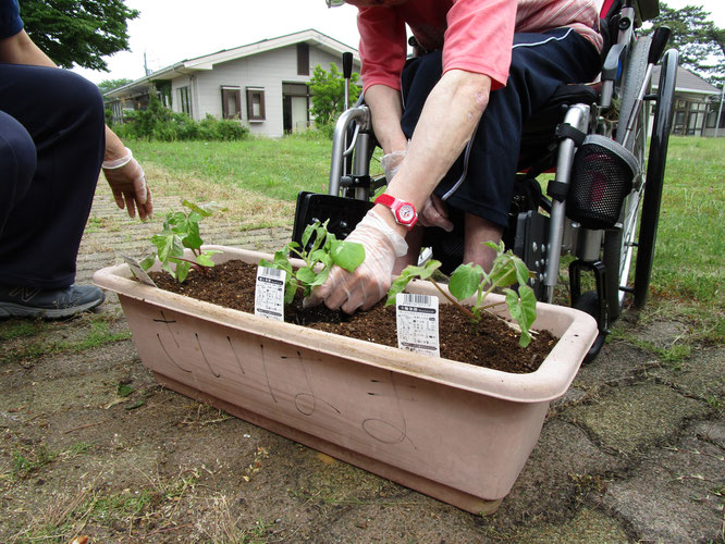 楽しみな夏。苗を植える手に、自然と力が入ります