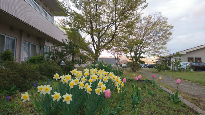 肌寒さを感じる今日の夕刻の中庭。葉桜からスイセンとチューリップへのバトンパス