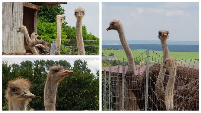 Die Strausse auf der Straussenfarm Tannenhof im Odenwald