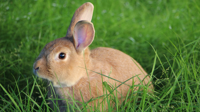 Unser Hase Paula im grünen Gras