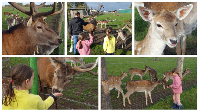 Familienbesuch beim Rotwild - füttern, streicheln und beobachten