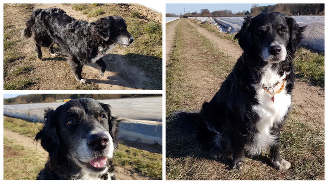 Unser Gasthund Bine