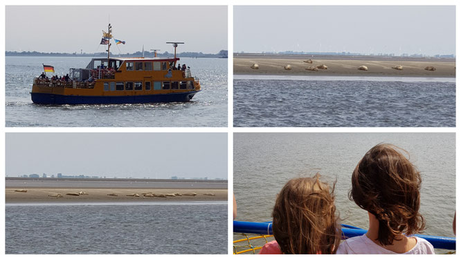 Fahrt zu den Seehundsbänken vor Cuxhaven