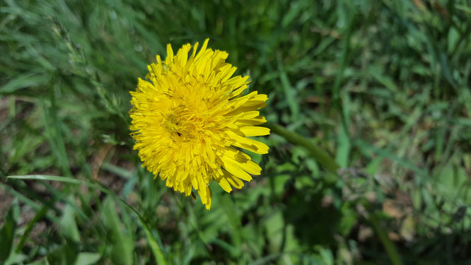 Die gelbe Blüte eines Löwenzahns