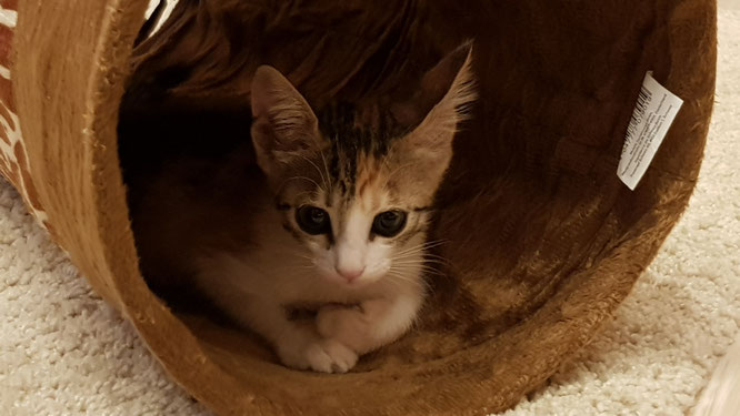 Unsere Katze: Lilli