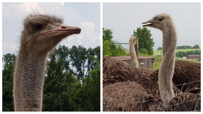 Die Strausse auf der Straussenfarm Tannenhof im Odenwald