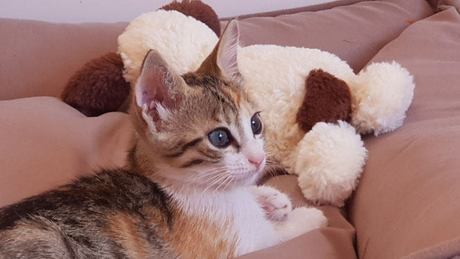 Unsere Katze: Lilli