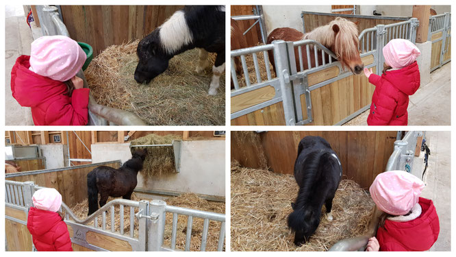 Die Ponys auf dem Ferme BelleVie im Villages Nature Paris