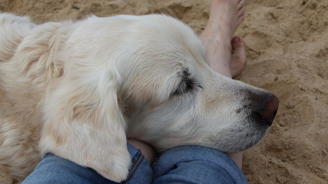 Unser Golden-Retriever Balou am Strand von Cuxhaven an der Nordsee