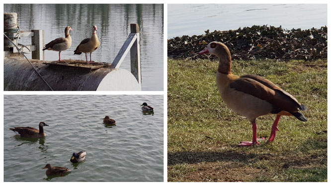 Gänse und Enten auf unserem Spaziergang am Main an der Schleuse Griesheim in Frankfurt am Main