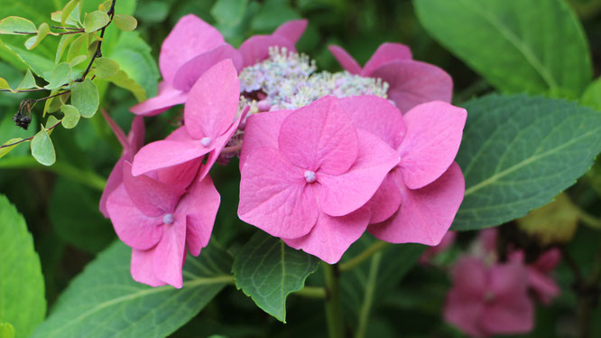 Eine Hortensien-Blüte