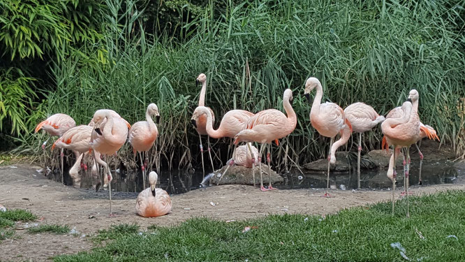 Flamingos im Zoo Frankfurt
