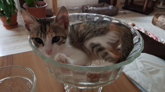 Unsere Katze: Lilli