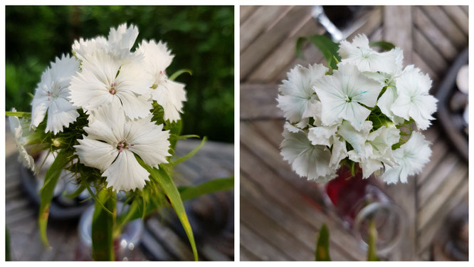 Unsere Blumen nehmen langsam die erste Farbe an