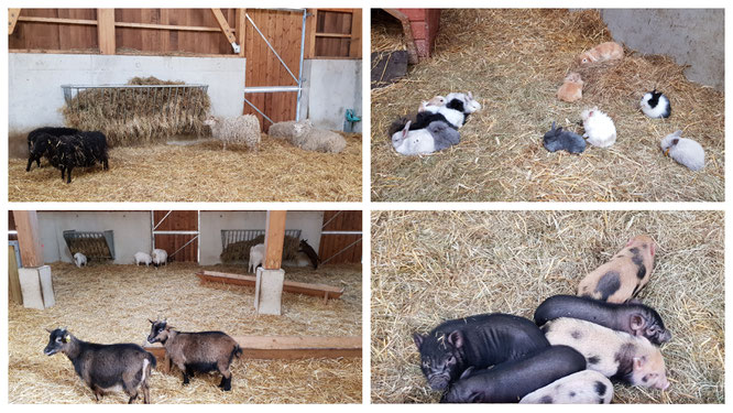 Schafe, Ziegen, Schweine und Kaninchen auf dem Ferme BelleVie im Villages Nature Paris
