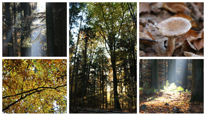 Wald-Impressionen