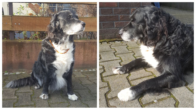 Unser tierischer Besuch: Hundedame Bine