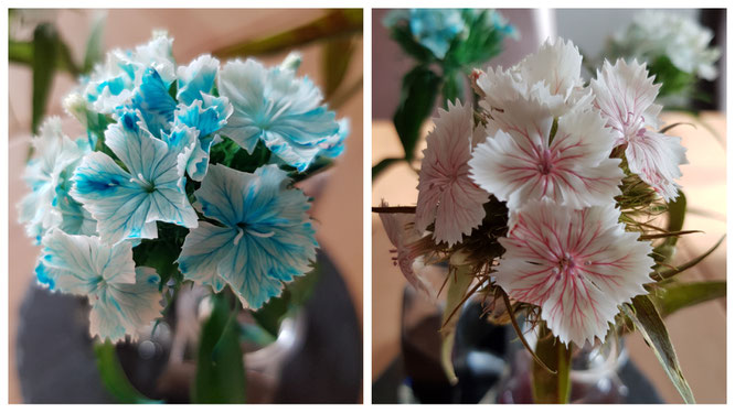 Unsere gefärbte Blumen