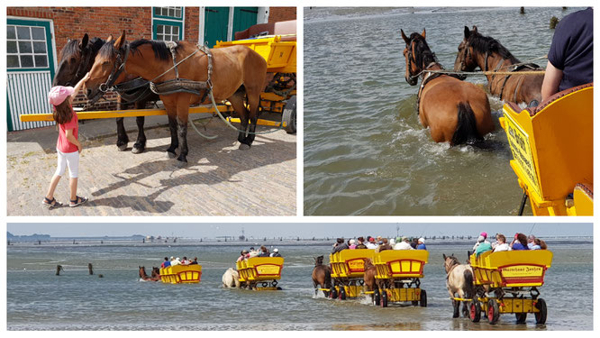 Unsere Wattkutschfahrt mit der Wattenpost zur Insel Neuwerk (Nordsee)
