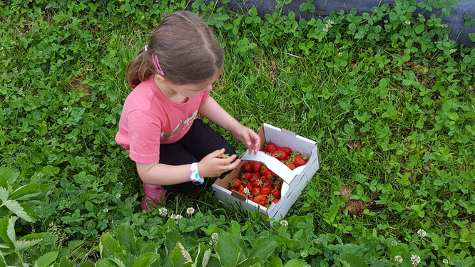 Unsere Kleine beim Erdbeersammeln auf dem Erdbeerfeld