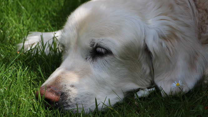 Unser Golden Retriever Balou im Frühjahr 2017