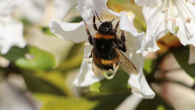 Biene in Blüte