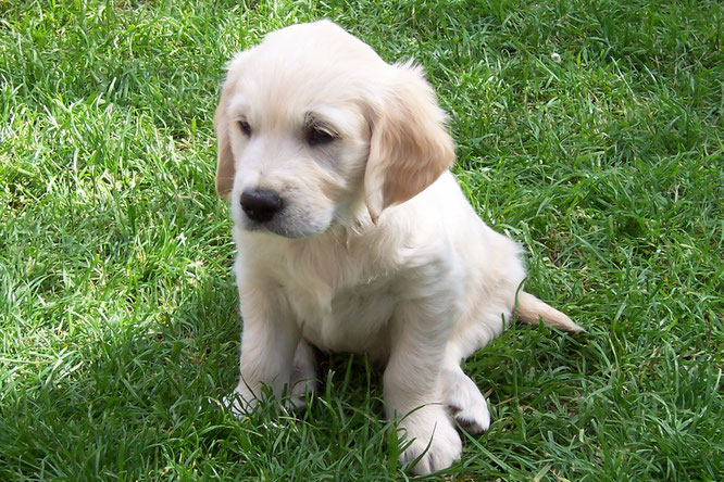 Unser Golden Retriever Balou im Frühjahr 2005