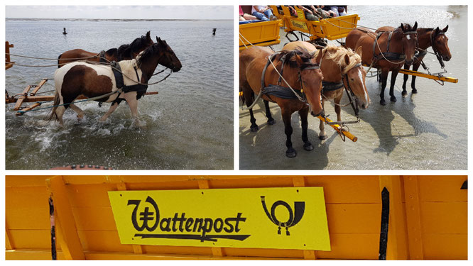 Unsere Wattkutschfahrt mit der Wattenpost zur Insel Neuwerk (Nordsee)