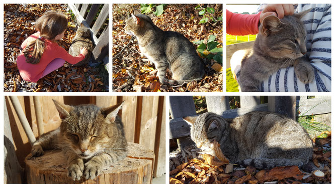 Die Katzen im Landhaus zur Ohe genießen die Streicheleinheiten der Gäste