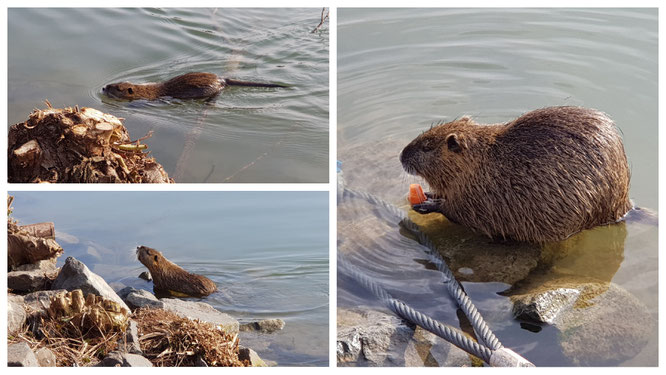 Ein Nutria auf unserem Spaziergang am Main an der Schleuse Griesheim in Frankfurt am Main