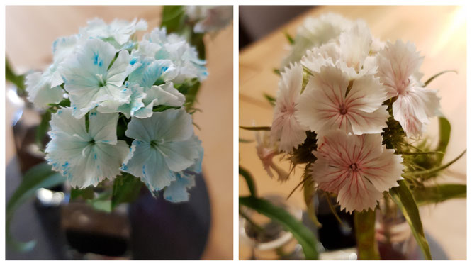 Unsere Blumen werden bunt