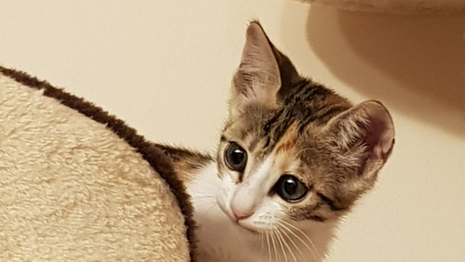 Unsere Katze: Lilli