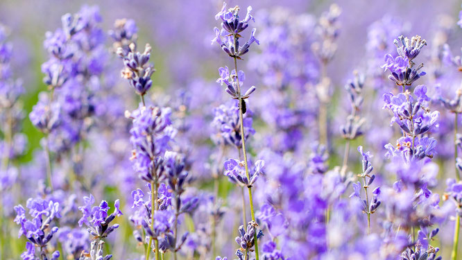 Lavendelblüten