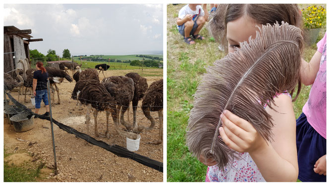 Die Strausse auf der Straussenfarm Tannenhof im Odenwald