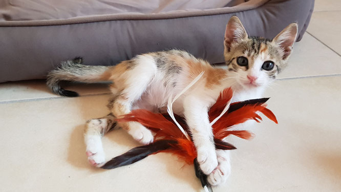 Unsere Katze: Lilli