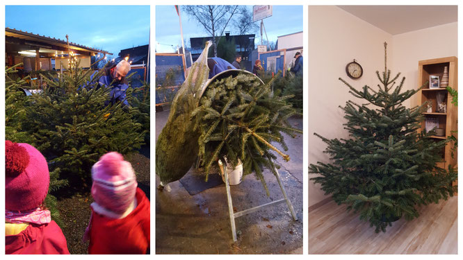 Wir suchen unseren diesjährigen Weihnachtsbaum aus
