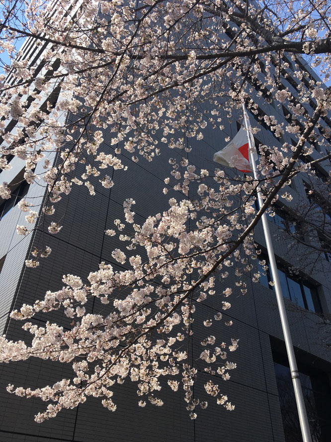 名古屋法務局の桜