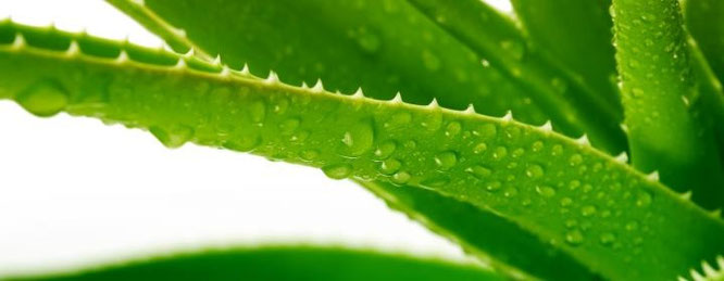 Aloe vera