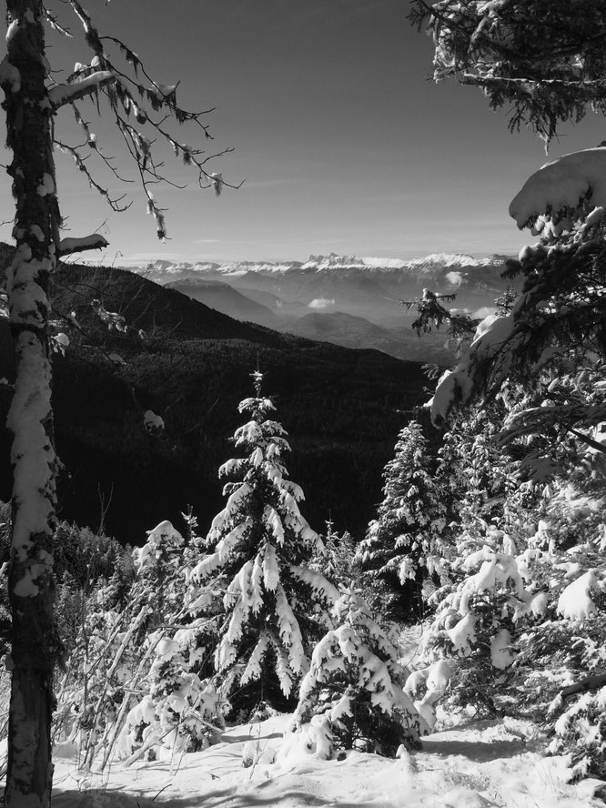 La forêt de Freydières