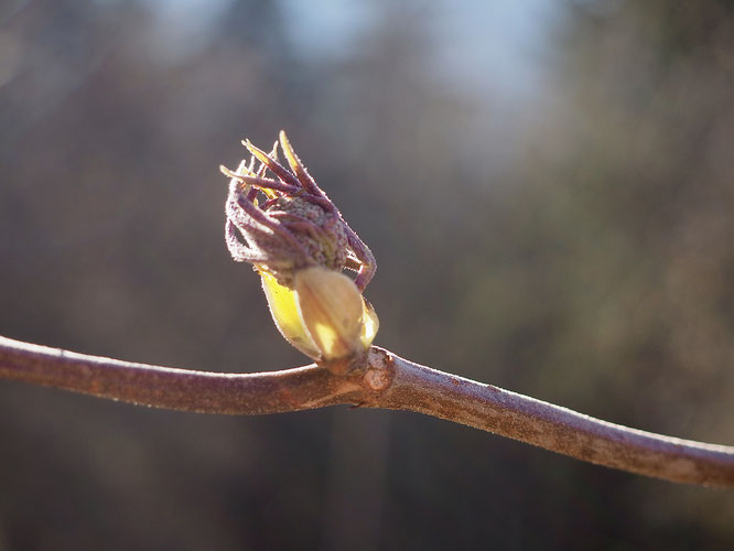 Freydières, hier. Après l'hiver, la petite branche apporte de la sève au bourgeon, le printemps arrive. La nature, les saisons sont magiques !