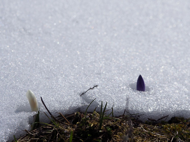 En montagne on peut aussi apprendre à regarder... où l'on marche. Juste après la neige au sol il y a une multitude de petites fleurs. Notamment, les crocus et les biens nommés "Perce Neige". Hier sur le Grand Colon.